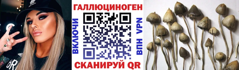МЕГА ONION Духовщина Галлюциногенные грибы Psilocybine cubensis